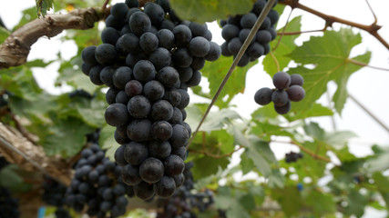 Vineyards in harvest