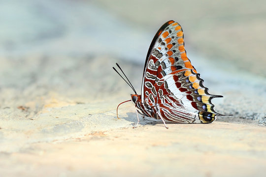 two-tailed pasha 
