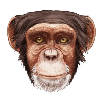 Portrait of Monkey. Hand-drawn illustration, digitally colored.