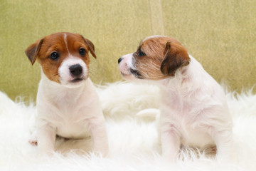 Two puppy jack russell terrier