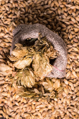 barley and hops on wooden table , beer