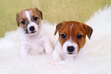 Two puppy jack russell terrier