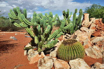 Cactus in garden