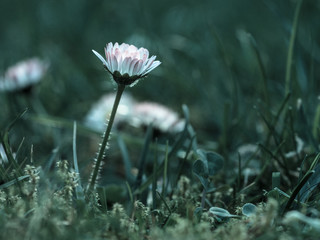 G&auml;nsebl&uuml;mchen