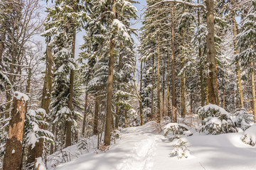 Las świerkowy zimą © kabat