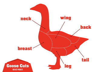 Goose cuts infographic set of meat parts, vector