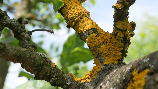 Plum fruit tree branches under Caloplaca scopularis spores slow tilt 4K 2160p UltraHd footage - Apothecia on plum tree core 4K 3840X2160 30fps UHD tilting video 