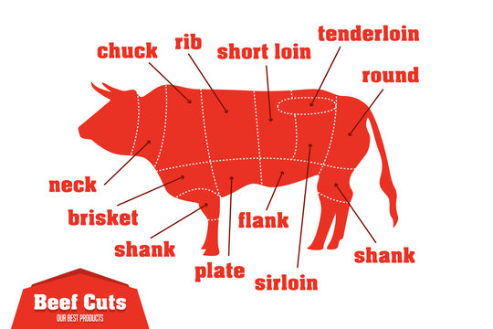 Beef cuts infographic set of meat parts, vector
