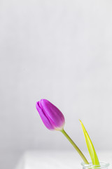 bunch of tulips. spring concept