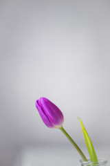 bunch of tulips. spring concept