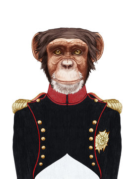Portrait of Monkey in military uniform. Hand-drawn illustration, digitally colored.