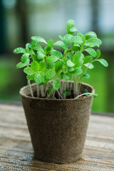 green grass with dew