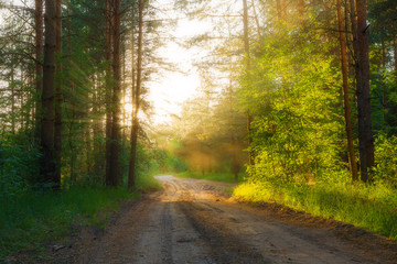 Obraz premium Forest road lit by the rays of the sun.