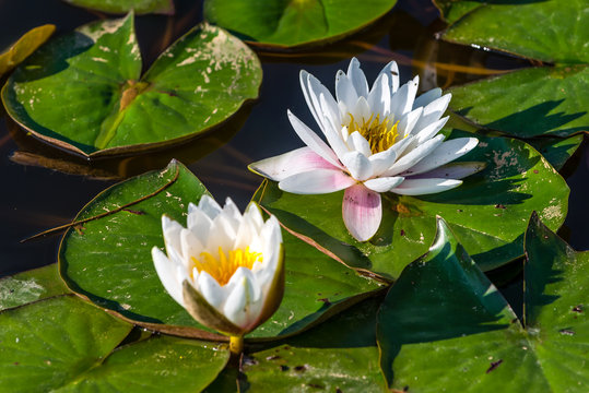 Fototapeta Lilie wodne