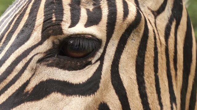 Close-up of zebra's eye, South Africa
