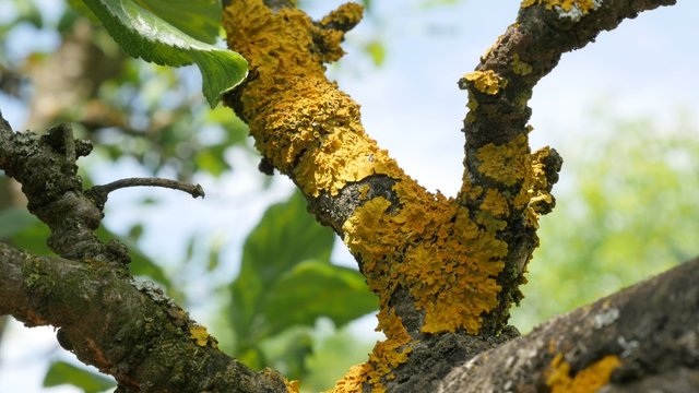 Young plum fruit tree branches under Caloplaca scopularis spores slow tilt 4K 2160p UltraHd footage - Apothecia on plum tree core 4K 3840X2160 30fps UHD tilting video 
