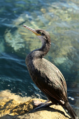 One bird standing on stone