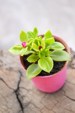 baby rose flower or aptenia cordifolia flower in pink plastic pot