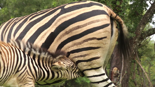 Zebra foal with mother, South Africa