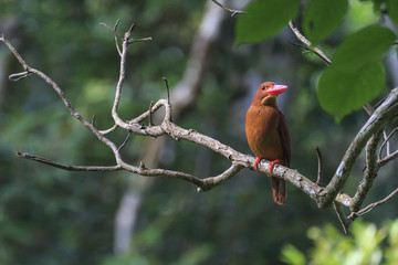 Fototapeta premium 石垣島のリュウキュウアカショウビン その7