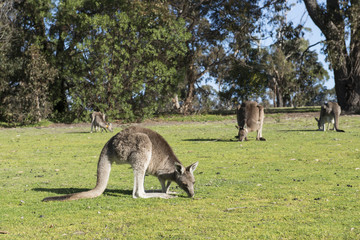 Naklejka na ściany i meble Canguros en un prado verde comiendo, Australia