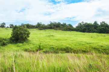 Obraz premium Heavy dew fills this prairie tall grass scene