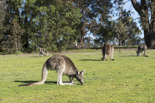 Canguros en un prado verde comiendo, Australia