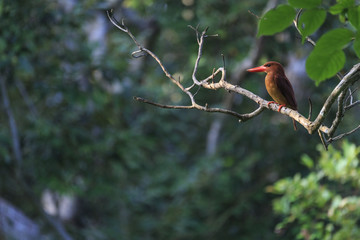石垣島のリュウキュウアカショウビン　その4