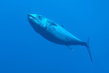 Underwater Life