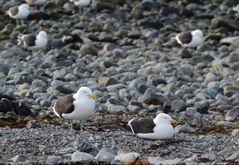  Kelp Gull (Larus dominicanus), also known as the Dominican Gull, nesting at the penguin sanctuary on Magdalena Island in the Strait of Magellan.