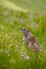 Marmot in it's hole
