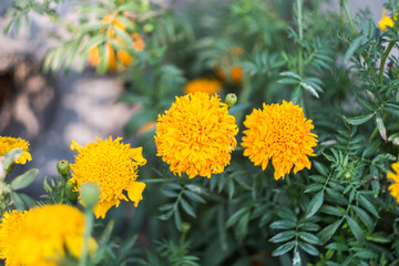 Marigold flowers