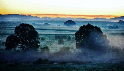 landscape with blue gum trees in fog at sunrise