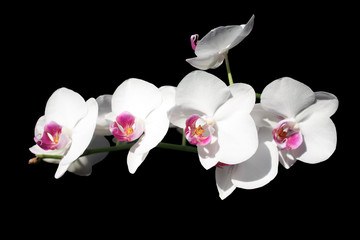Obrazy na Plexi  Orchidea