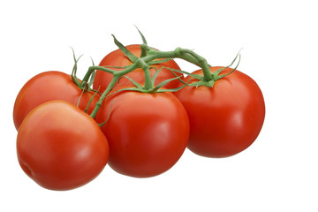 Tomatoes on the vine isolated on white.