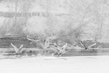 Swans in flight over frozen water. Black and white winter landscape