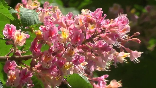 Pink chestnut flowers