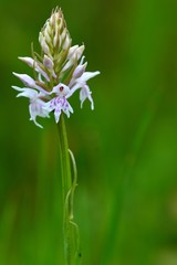 Common spotted orchid (Dactylorhiza fuchsii). A flower spike of an orchid in a British meadow with bold pattern on petals, in the family Orchidaceae