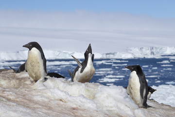Fototapeta na wymiar Adélie Penguin, Antarctica.