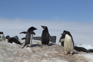 Fototapeta premium Adélie Penguin, Antarctica.