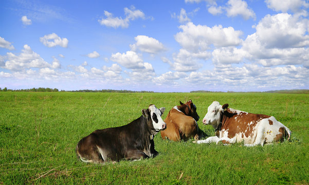 Cows resting on a green field