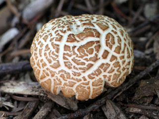 Agrocybe Praecox Mushroom Growing in a Garden