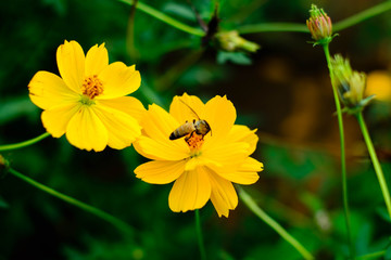 yellow cosmos flowers in green leaf background
