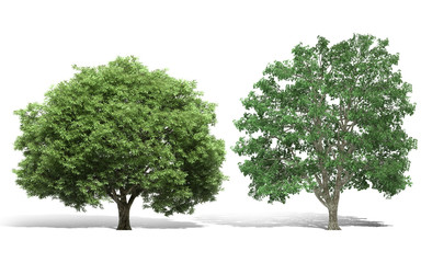 Fototapeta na wymiar 3d tree render on white background