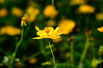 Obraz premium yellow cosmos flowers in green leaf background