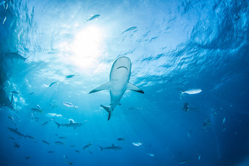 Caribbean reef shark © Michael Bogner