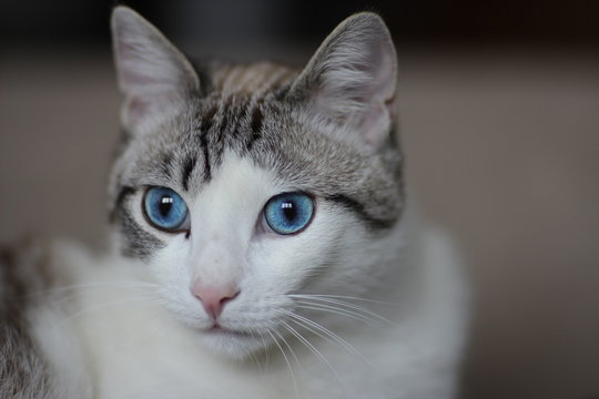 BLU COBALTO