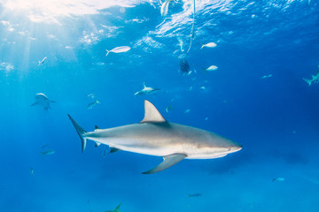 Caribbean reef shark