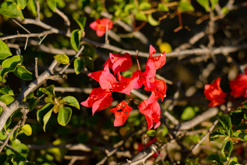 red bougainvillea on evening