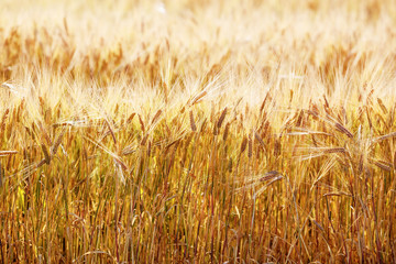 Close-up of golden ears of wheat. Bright sunny day. Rich harvest. Selective focus.